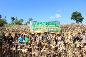 Program Ketahanan Pangan Lebih Baik, Kodim 1608/Bima Bersama Petani Panen Raya Jagung