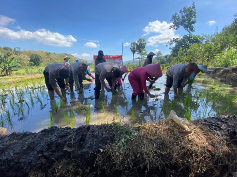 Dukung Ketahanan Pangan Nasional, Kapolres dan Ketua Bhayangkari Cabang Bima Kota Bersama Warga Tani Tanam Padi di Persawahan Nungga,